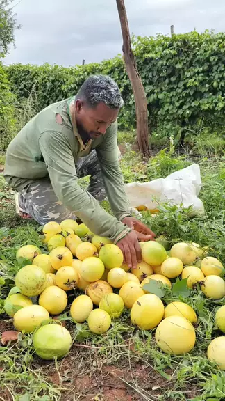 رقص بكلوت مصري | Discover