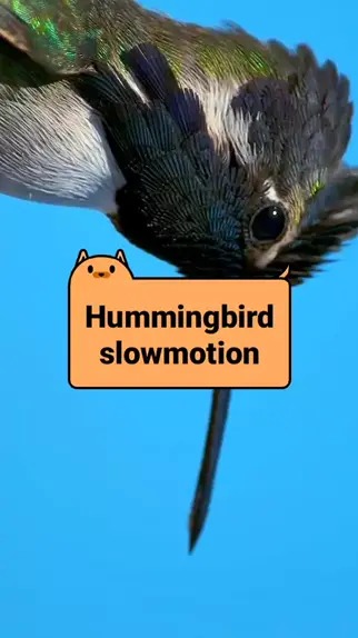 hummingbird khloe dlc