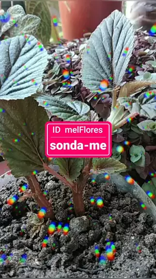 mc bandida onlyfans erome & mel flores erome| Disc| SnackVideo