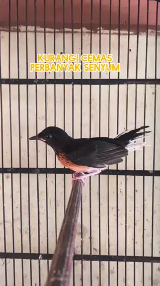 Semoga Ngikutin Jejak Bapaknya Murai Kicau Kwai