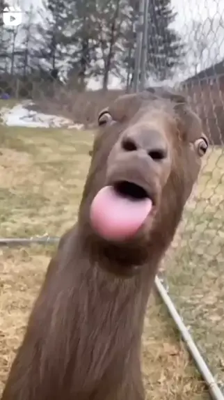 Pq o cabrito caga redondo? kakakakakakaka