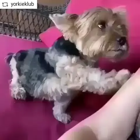 rosababyvip new video