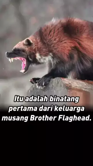 brother musang