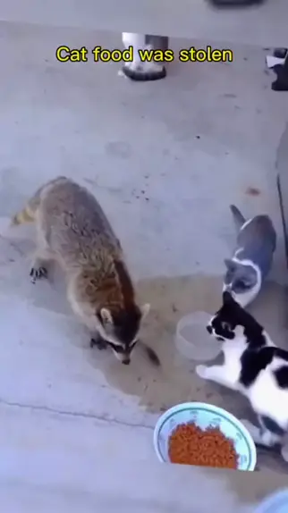 aj fresh peachy catsnack